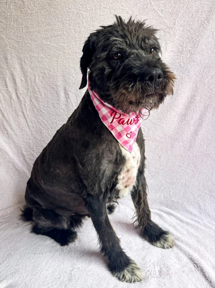 Camilia, female 5yo mixed breed for adoption at Csabai Állatvédők Egyesülete