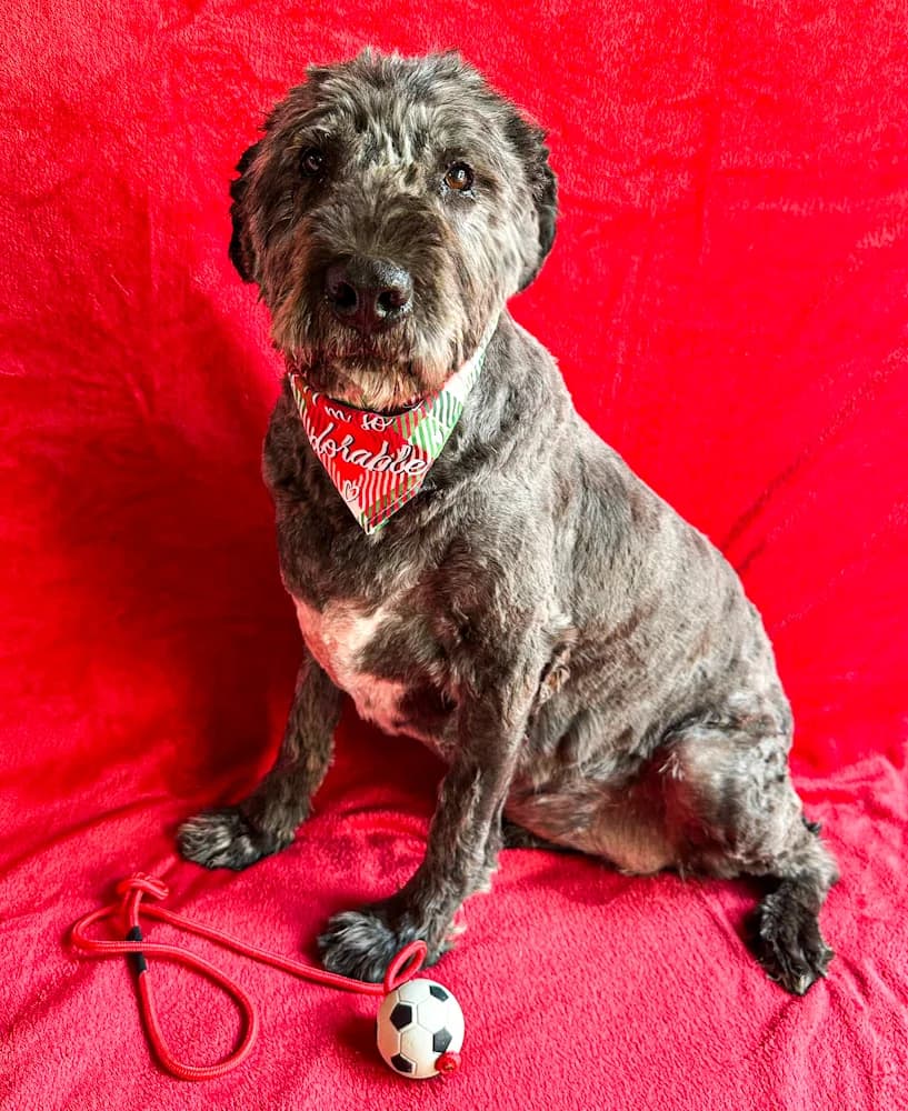 Dahlia, female 5yo mixed breed for adoption at Csabai Állatvédők Egyesülete