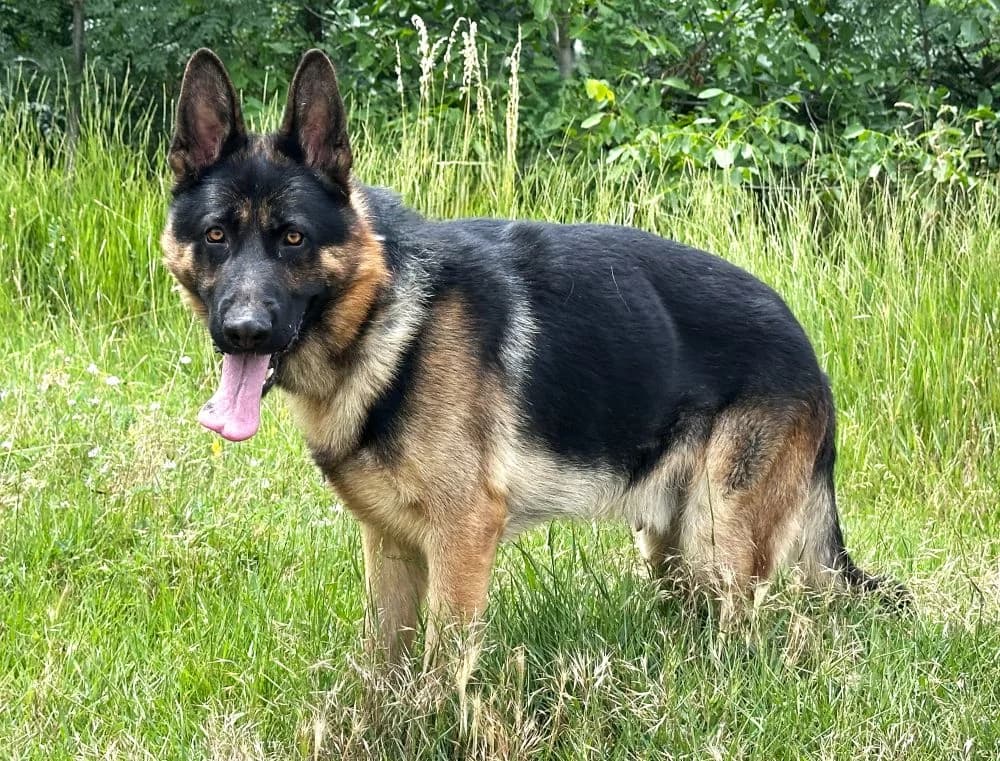 Dex, male young mixed breed for adoption at Csabai Állatvédők Egyesülete