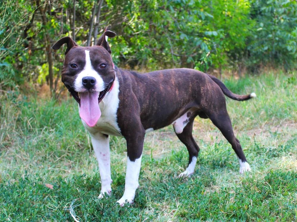 Espresso, male 3yo mixed breed for adoption at Csabai Állatvédők Egyesülete