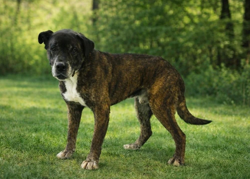 Gregor, male senior mixed breed for adoption at Csabai Állatvédők Egyesülete