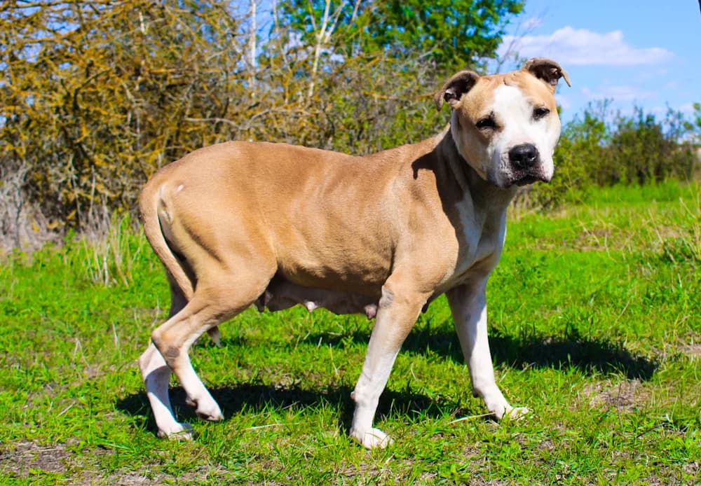 Happy, female 7yo mixed breed for adoption at Csabai Állatvédők Egyesülete