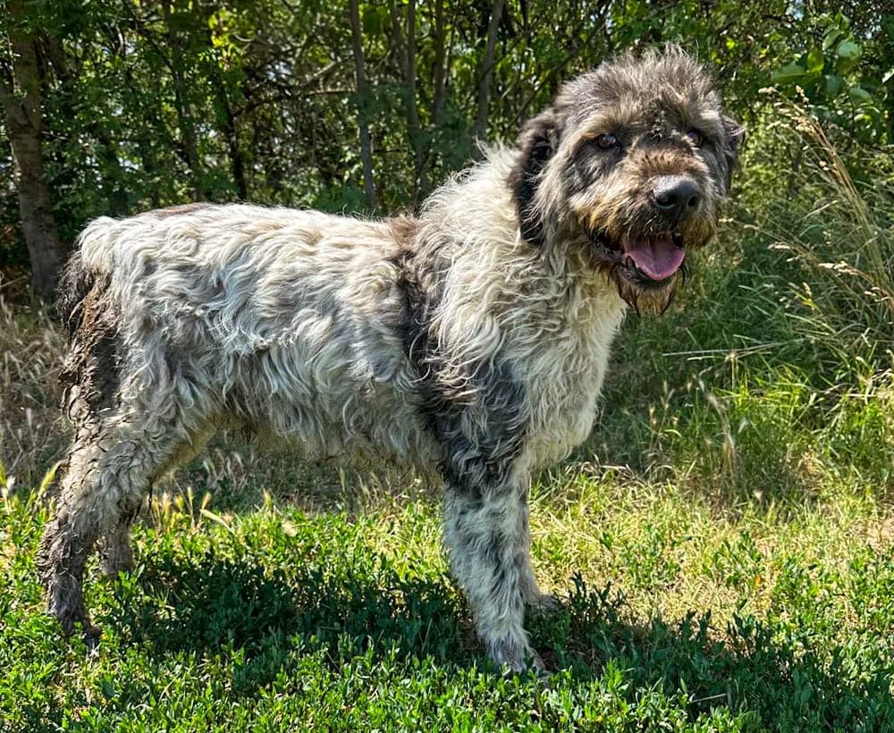 Hunter, male young mixed breed for adoption at Csabai Állatvédők Egyesülete