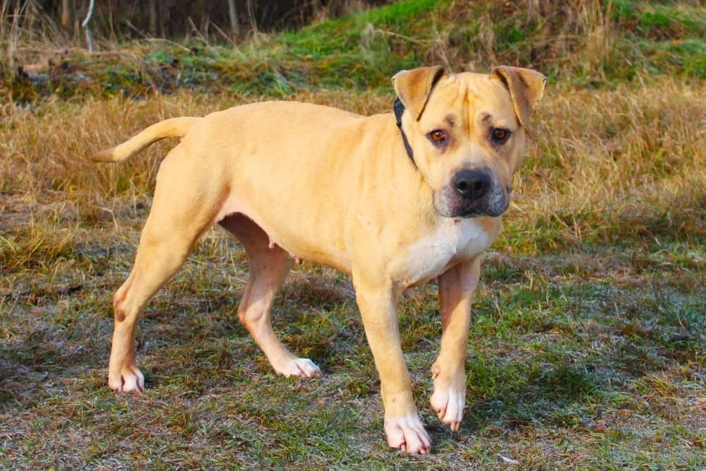 Izabella, female 5yo mixed breed for adoption at Csabai Állatvédők Egyesülete