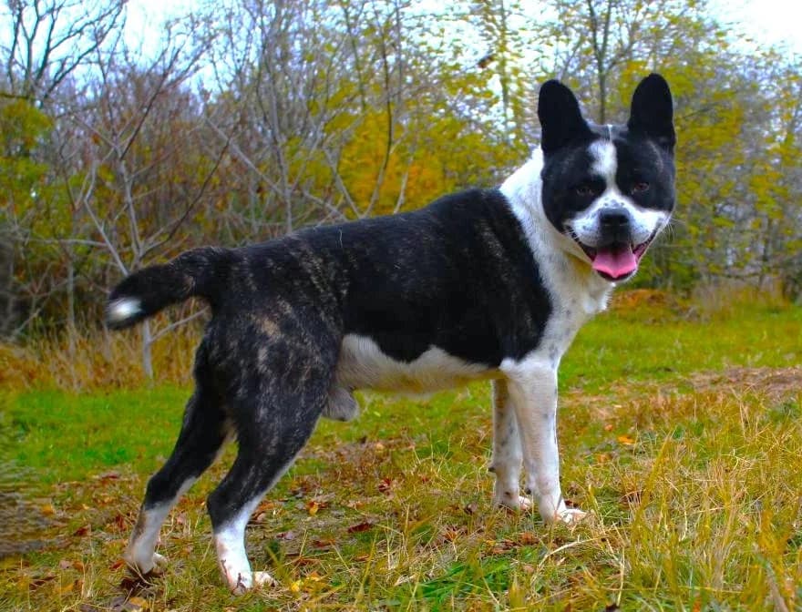 Jacko, male young mixed breed for adoption at Csabai Állatvédők Egyesülete
