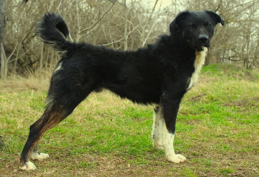 Leif, male 5yo mixed breed for adoption at Csabai Állatvédők Egyesülete