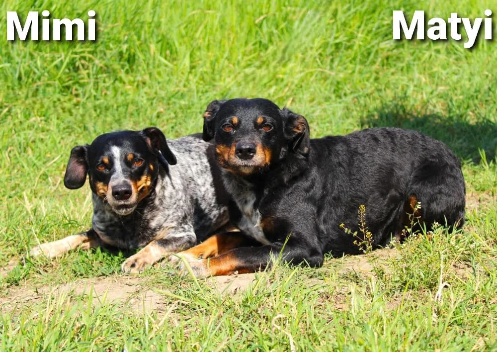 Mimi, Matyi, 6yo mixed breed for adoption at Csabai Állatvédők Egyesülete