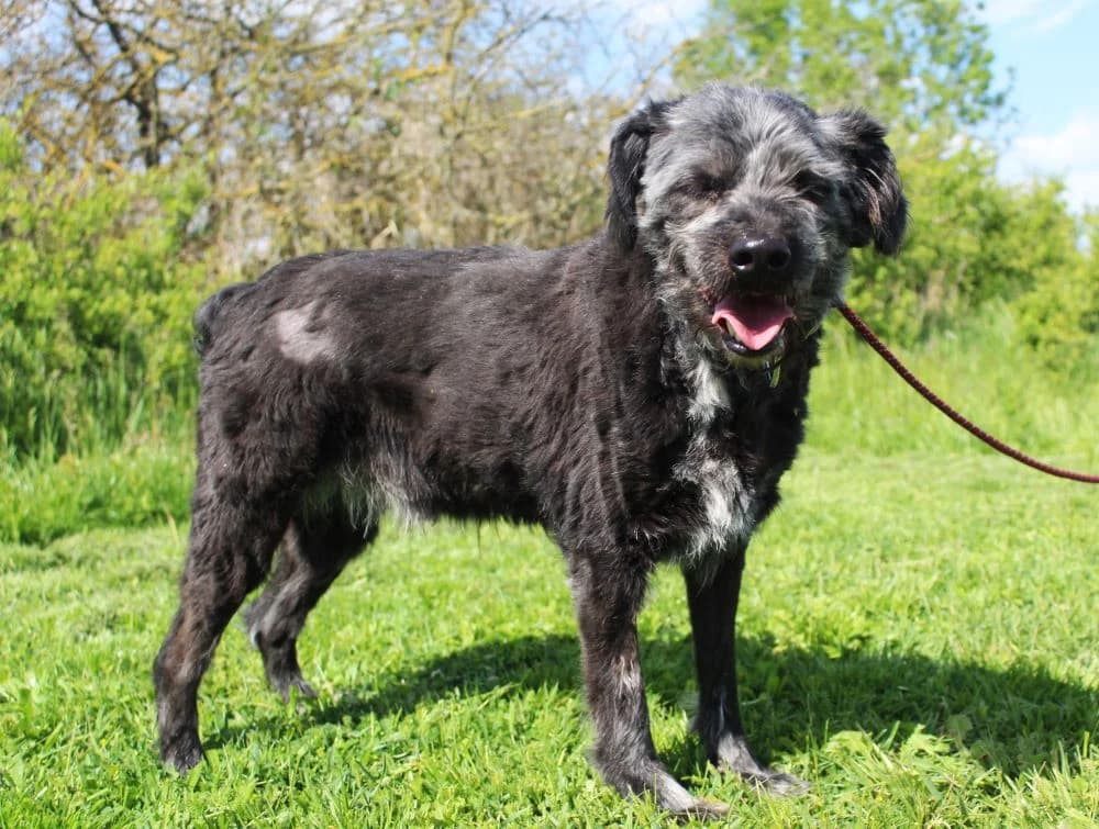 Mitcsipkedsz, male senior mixed breed for adoption at Csabai Állatvédők Egyesülete
