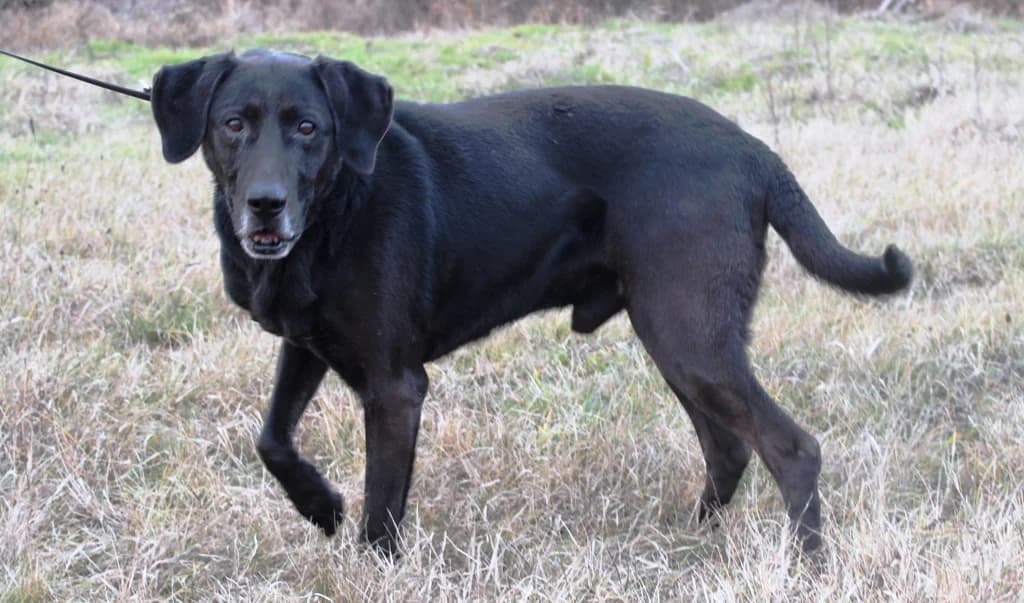 Mostmegesz, male senior mixed breed for adoption at Csabai Állatvédők Egyesülete