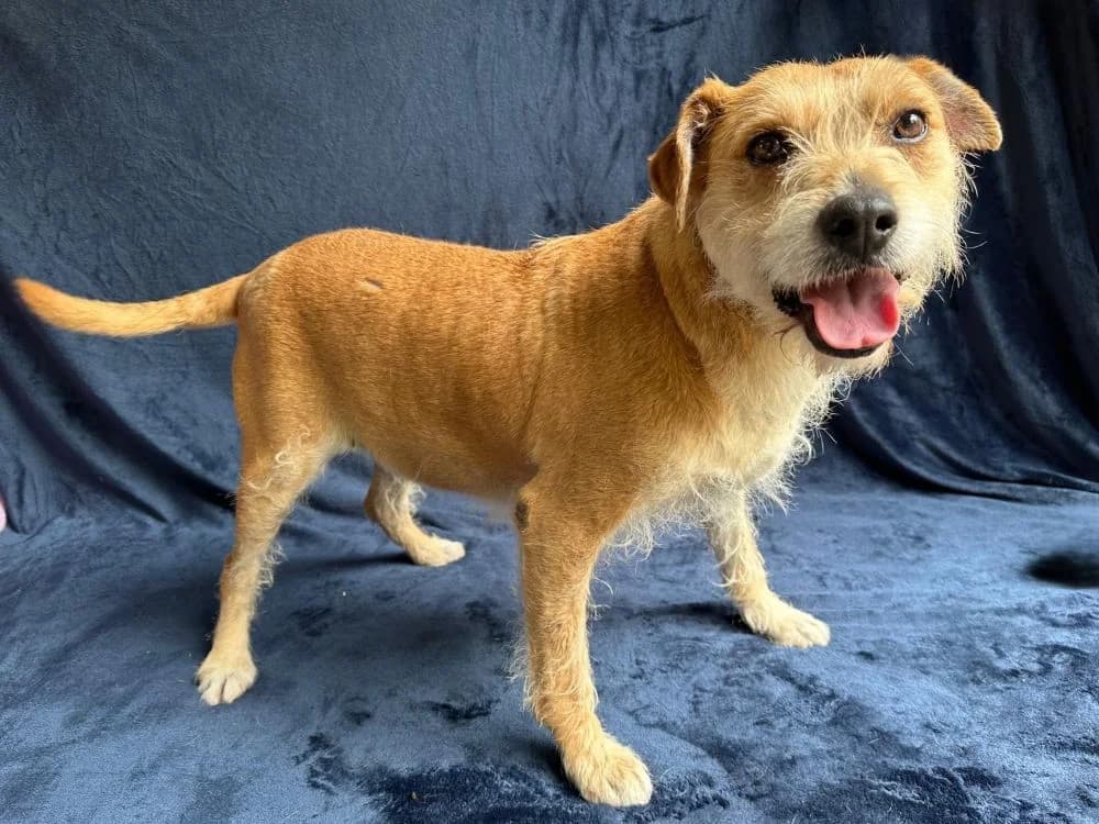 Piccolina, female senior mixed breed for adoption at Csabai Állatvédők Egyesülete