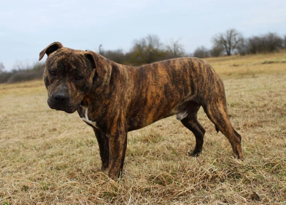 Tigrincs, male 3yo mixed breed for adoption at Csabai Állatvédők Egyesülete