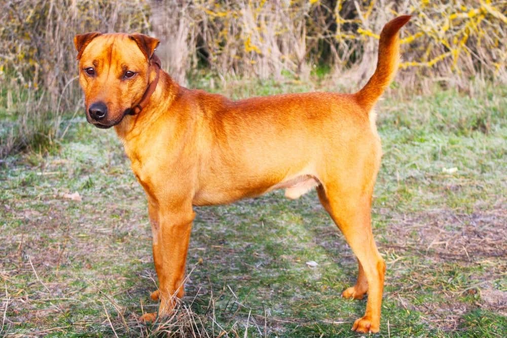 Zerind, male 3yo mixed breed for adoption at Csabai Állatvédők Egyesülete