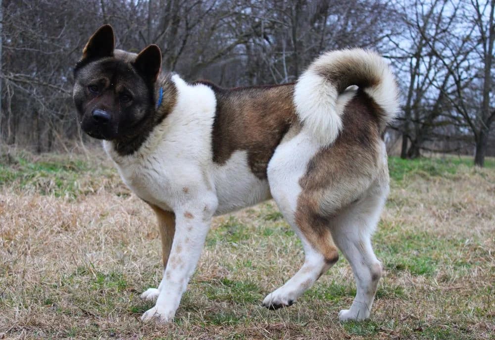 Zion, male 6yo Akita for adoption at Csabai Állatvédők Egyesülete