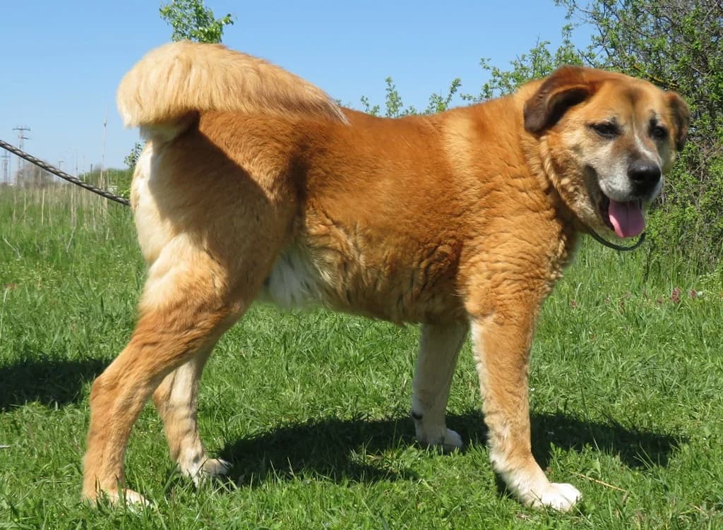 Dodo, male senior mixed breed for adoption at Csabai Állatvédők Egyesülete