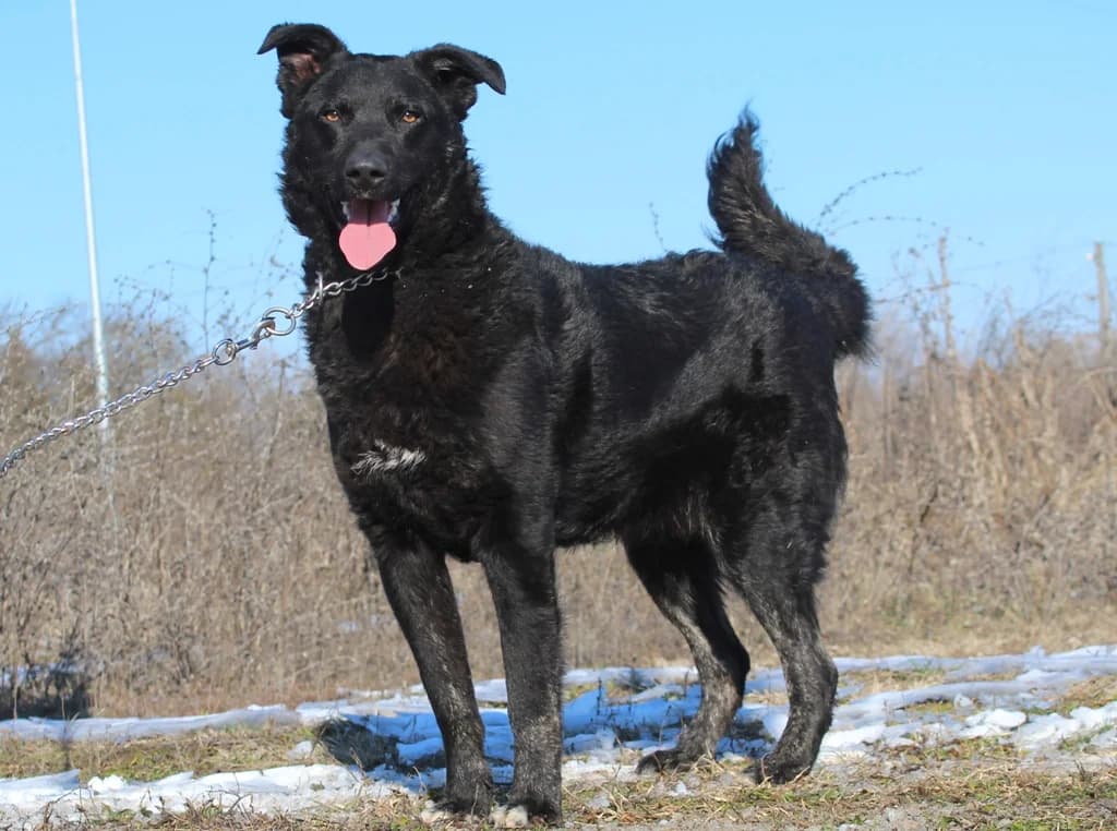Zente, male 5yo mixed breed for adoption at Csabai Állatvédők Egyesülete