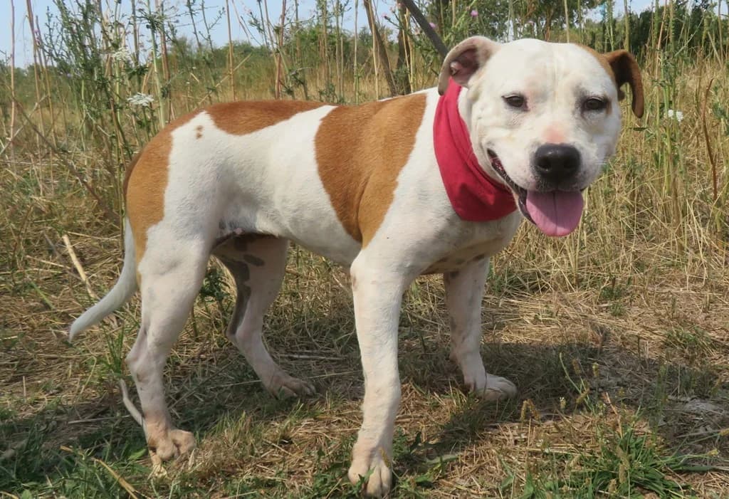 Berta, female 6yo mixed breed for adoption at Csabai Állatvédők Egyesülete