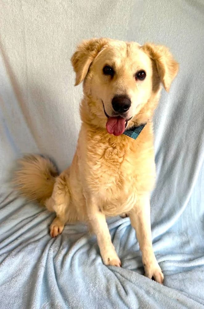 Hattyú, male 4yo mixed breed for adoption at Csabai Állatvédők Egyesülete