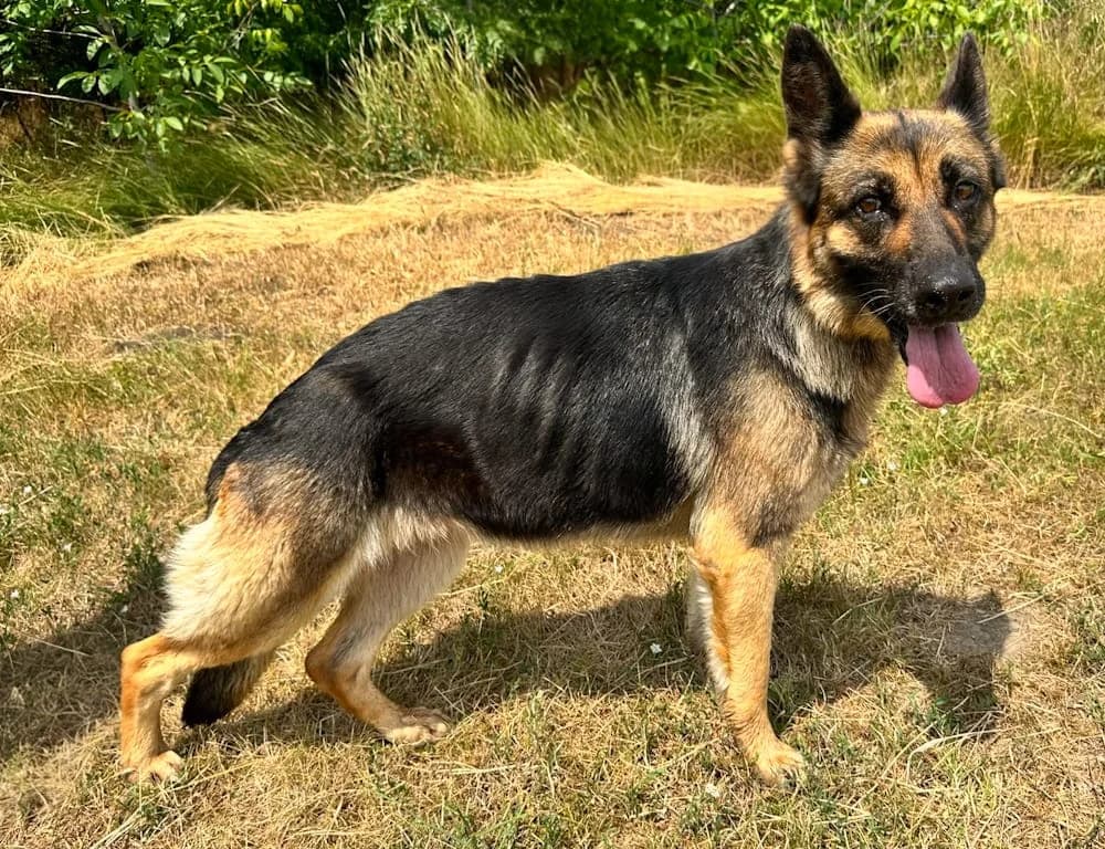 Aria, female young mixed breed for adoption at Csabai Állatvédők Egyesülete
