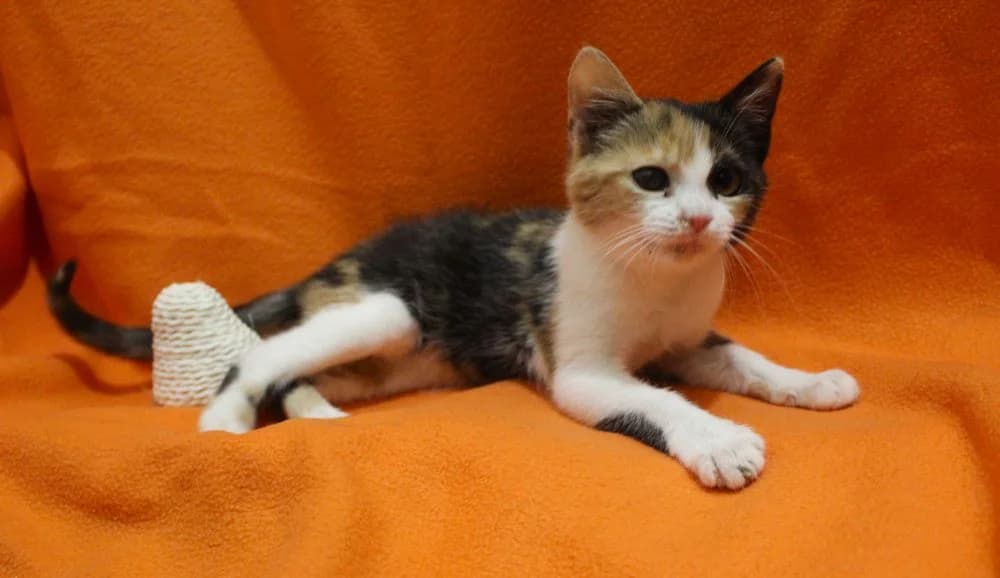 Fiona, female young mixed breed for adoption at Csabai Állatvédők Egyesülete