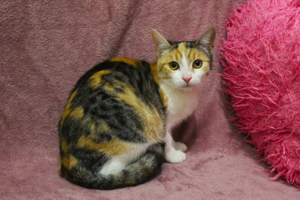 Caroline, female young mixed breed for adoption at Csabai Állatvédők Egyesülete