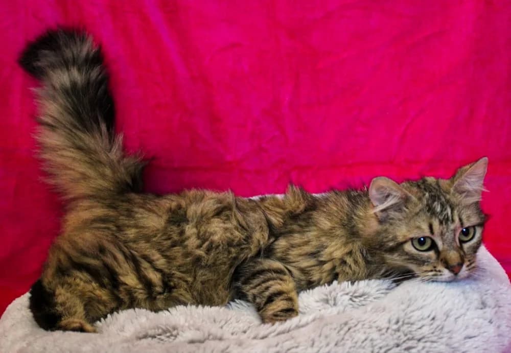 Abigél, female 3yo mixed breed for adoption at Csabai Állatvédők Egyesülete