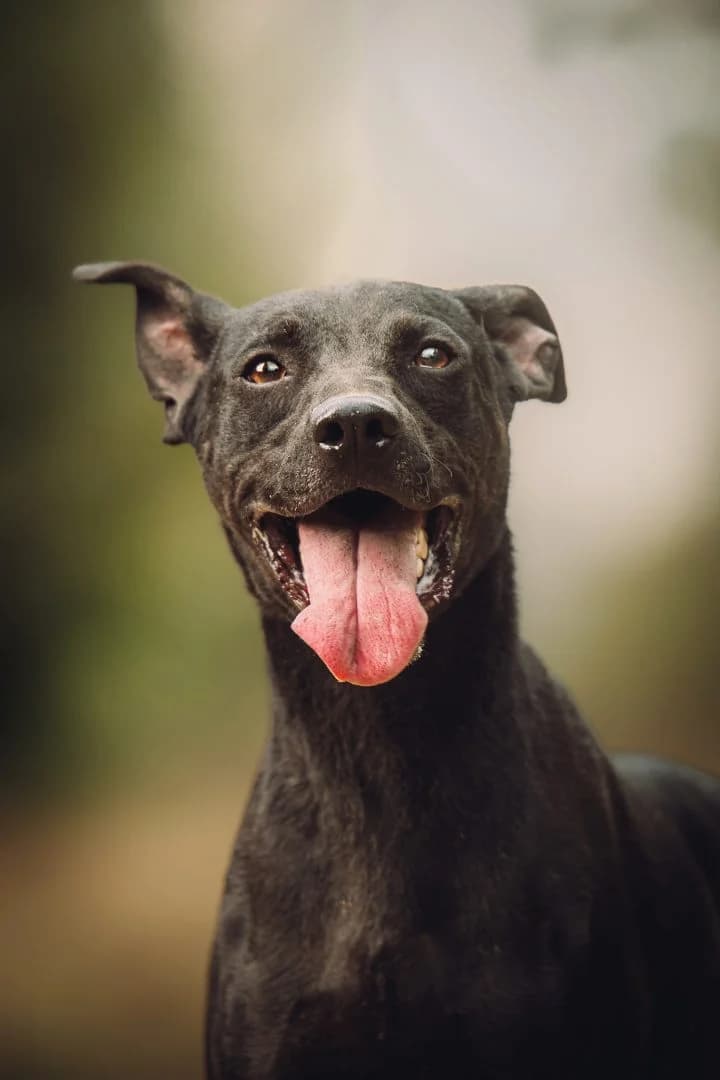 PANDORA, Mixed Breed for adoption at Debreceni Kutyaház