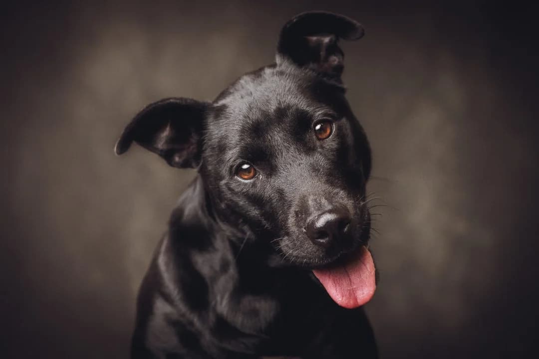 ARANKA, Mixed Breed for adoption at Debreceni Kutyaház