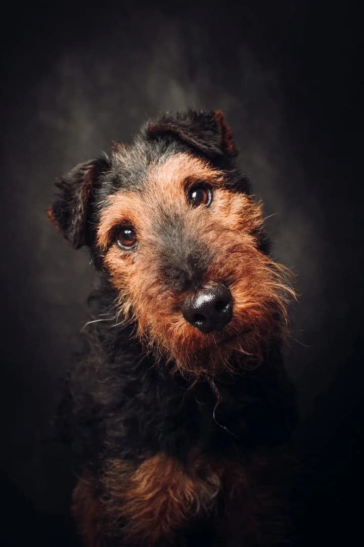 TEQUILA, Mixed Breed for adoption at Debreceni Kutyaház