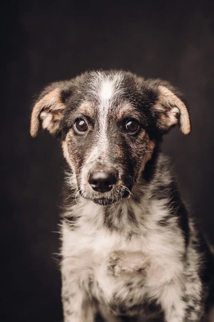 ALFONZ, Mixed Breed for adoption at Debreceni Kutyaház