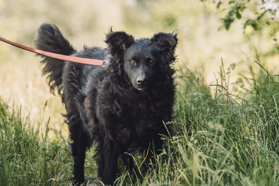 Gunnar, Mixed Breed for adoption at Debreceni Kutyaház