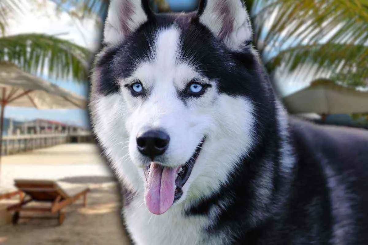 Siberian husky, i migliori consigli per aiutarlo a sopportare il caldo in estate, male Husky for adoption at Diamoci La Zampa, SAN DONATO MILANESE