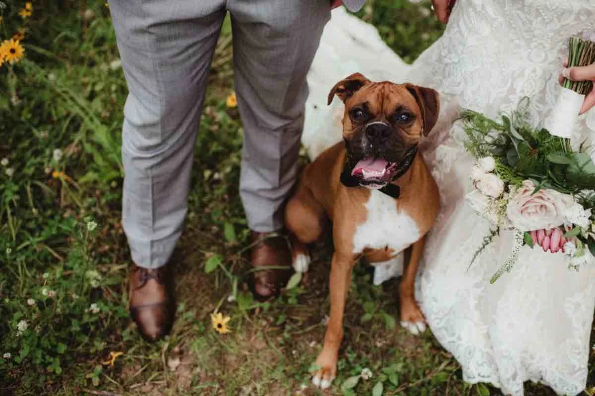Il tuo cane può essere il testimone del tuo matrimonio, Mixed Breed for adoption at Diamoci La Zampa, SAN DONATO MILANESE