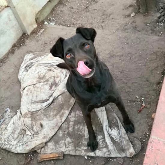 haraszti kormi, male 5yo Mixed Breed for adoption at Dunaharaszti Állatvédők Alapítvány