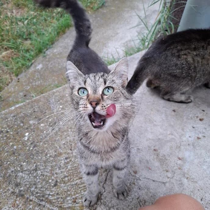 kitti, female young Mixed Breed for adoption at Dunaharaszti Állatvédők Alapítvány