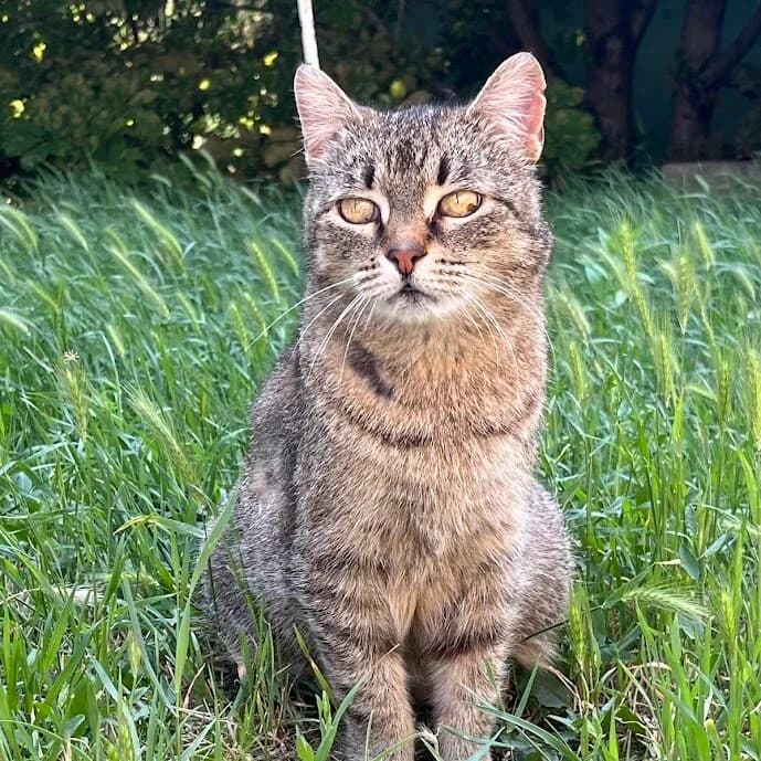 molly, female 3yo Mixed Breed for adoption at Dunaharaszti Állatvédők Alapítvány