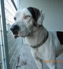 Charlie, male 5yo mixed breed for adoption at Stichting Greyhounds in Nood Nederland, NL-wide