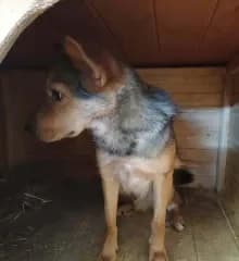 Cupák, Fekete-cser male Mixed Breed for adoption at Dunaújváros Ebrendészeti Telep, Dunaújváros