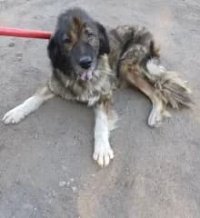 Dagi, Ordas female mixed breed for adoption at Dunaújváros Ebrendészeti Telep, Dunaújváros