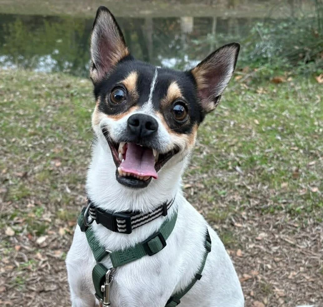 Django, Tricolore - Blanc noir et marron male young Jack Russell Terrier for adoption at Association Thalya Protection