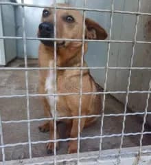 Dörmi, barna female Mixed Breed for adoption at Dunaújváros Ebrendészeti Telep, Dunaújváros