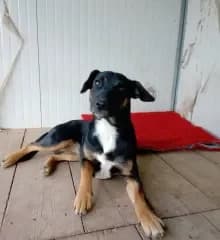FRIDA, female young Border Collie for adoption at Casa del Cane Vagabondo