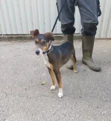 Minerva, tricolor female Mixed Breed for adoption at Dunaújváros Ebrendészeti Telep, Dunaújváros