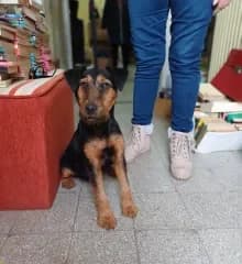 Pacal, Fekete-cser male Mixed Breed for adoption at Dunaújváros Ebrendészeti Telep, Dunaújváros