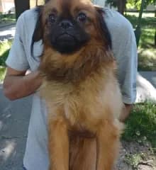Pákó, Vöröses barna male Mixed Breed for adoption at Dunaújváros Ebrendészeti Telep, Dunaújváros