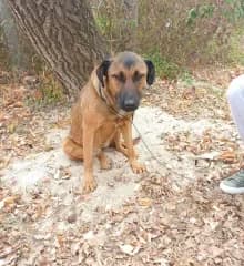 Shelby, Cser female Mixed Breed for adoption at Dunaújváros Ebrendészeti Telep, Dunaújváros