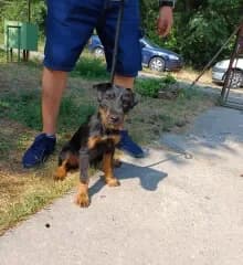 Szonja, Fekete-cser female Mixed Breed for adoption at Dunaújváros Ebrendészeti Telep, Dunaújváros