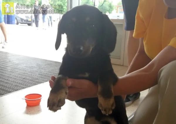 Gazdit keres Sali, Mixed Breed for adoption at Ebangyal Állatmentés Gazdikereső