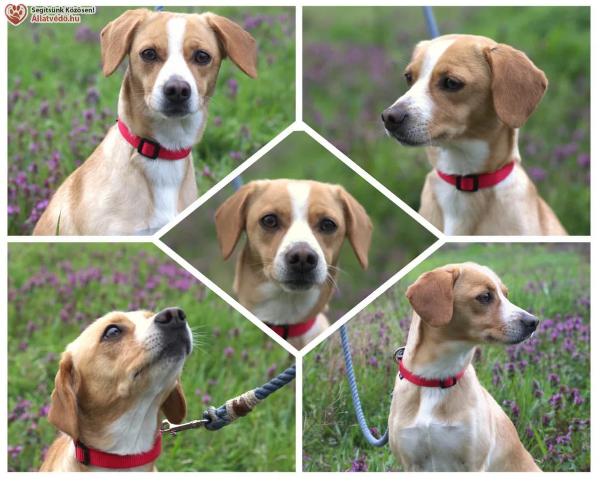 Zsömi gazdit keres, 3yo Mixed Breed for adoption at Ebangyal Állatmentés Gazdikereső