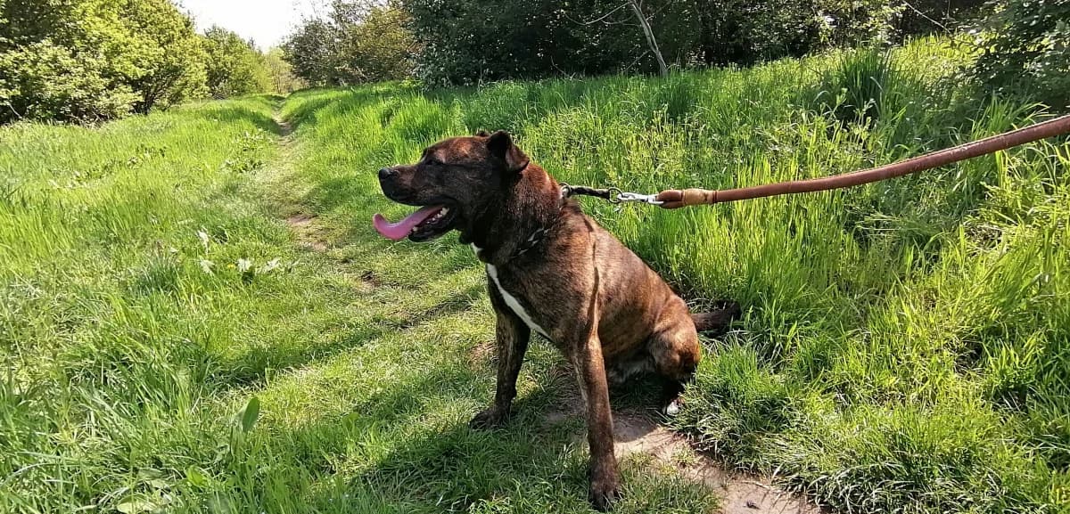 Loki szerető gazdit keres, male 6yo Mixed Breed for adoption at Ebangyal Állatmentés Gazdikereső