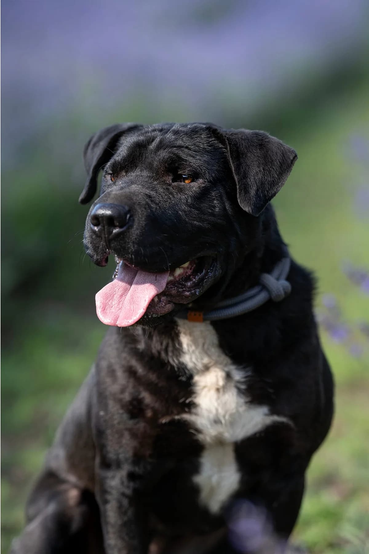Neo, a nagyszívű, male 5yo Mixed Breed for adoption at Ebremény